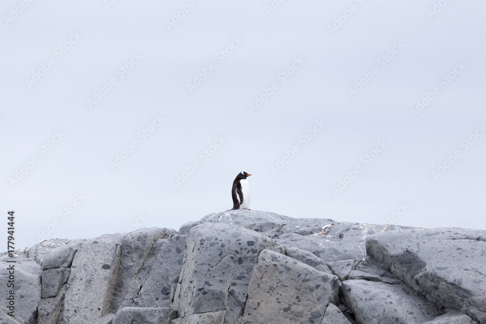 A lone Gentoo Penguin is resting on top of this rock.