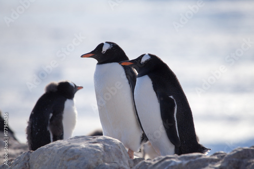 Gentoo Penguins  Neko Harbour  Antarctica