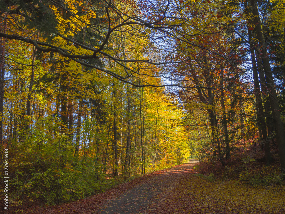road in colorful autumn deciduous beech tree and spruce tree forest ground covered with fallen leaves