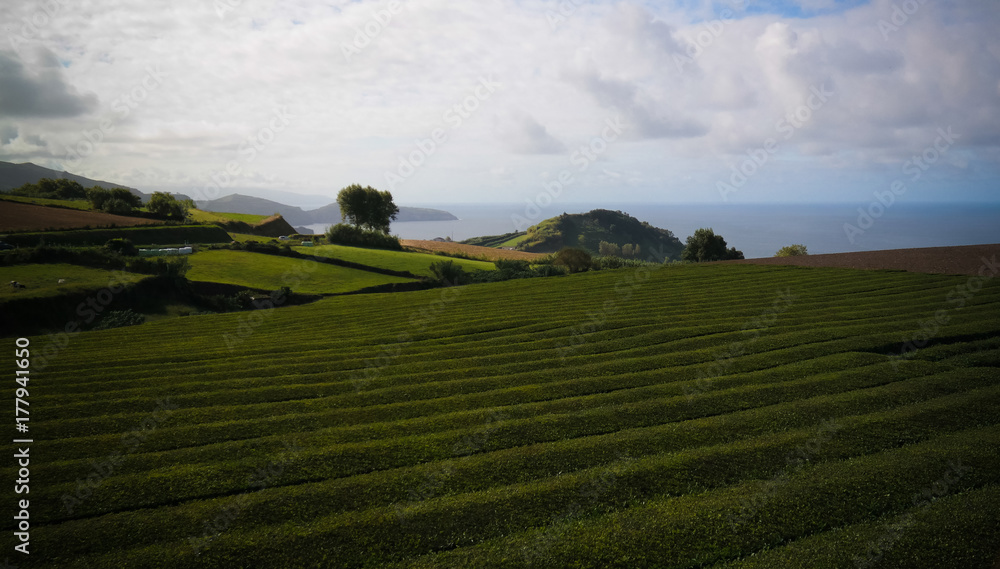 Obraz premium View to tea fields at Sao Miguel island, Azores, Portugal
