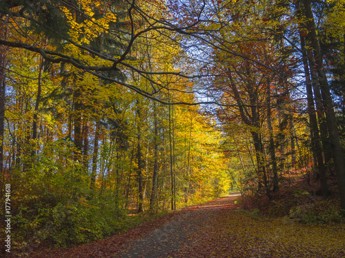 road in colorful autumn deciduous beech tree and spruce tree forest ground covered with fallen leaves © Kristyna