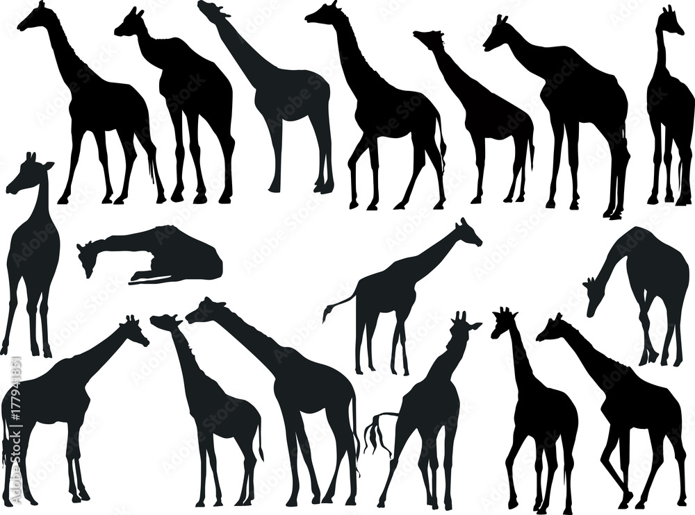 Fototapeta premium seventeen giraffes collection isolated on white