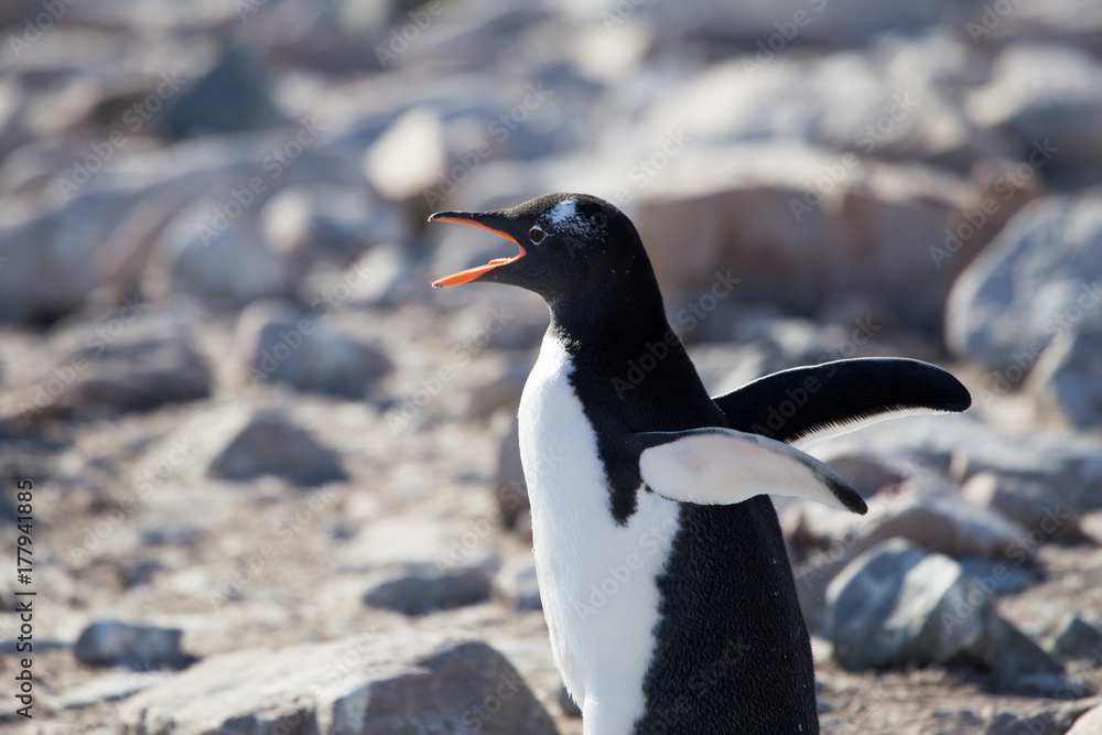 Fototapeta premium Gentoo Penguin, Neko Harbour, Antarctica