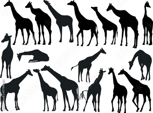 Photography seventeen giraffes collection isolated on white