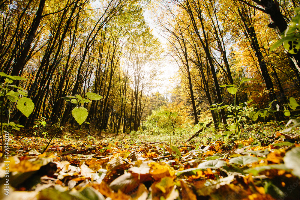 Fototapeta Jesienne drzewa w lesie ze złotym ulistnieniem i chodnik prowadzący do lasu