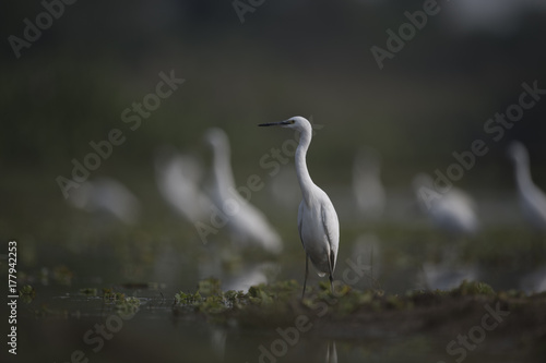 Flock of Egrets