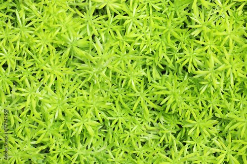 close up of gold moss sedum plant as background.