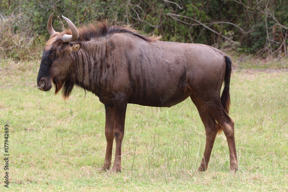 Fototapeta premium Wildebeest
