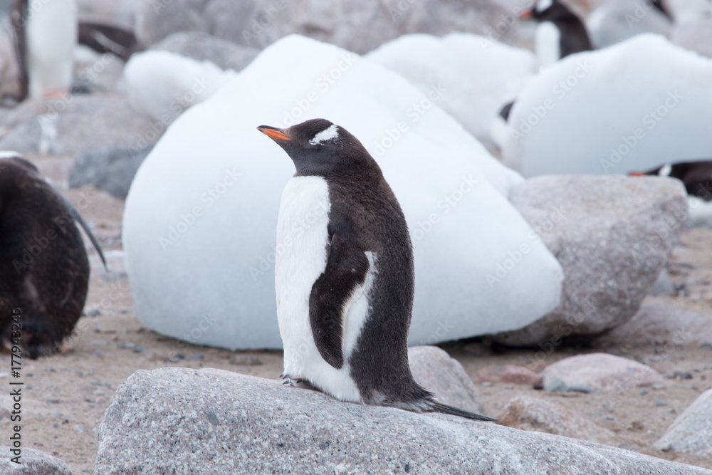 Fototapeta premium A gentoo penguin rests at Neko Harbour, Antarctica