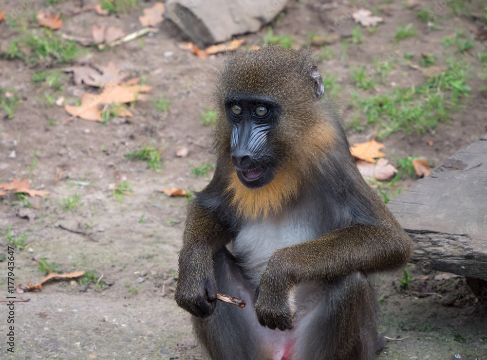 Portrait of a young mandrill monkey