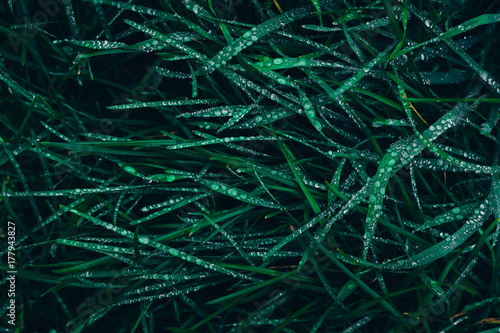 Beautiful green grass with sparkling raindrops in the dark background.