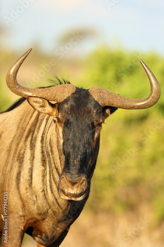 The blue wildebeest (Connochaetes taurinus), also called the common wildebeest, white-bearded wildebeest or brindled gnu - portrait
