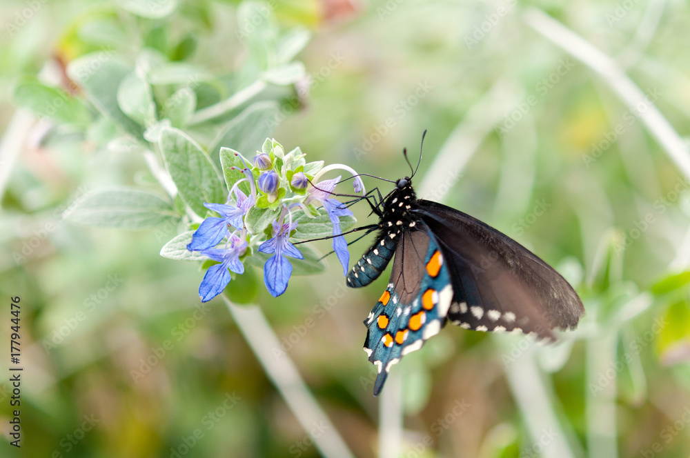 Naklejka premium Pipevine Swallowtail Butterfly