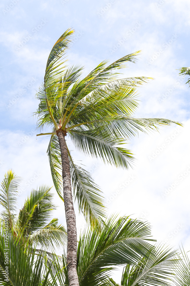 Relax in tropical paradise, below coconut palm tree Relax in tropical paradise, below coconut palm tree