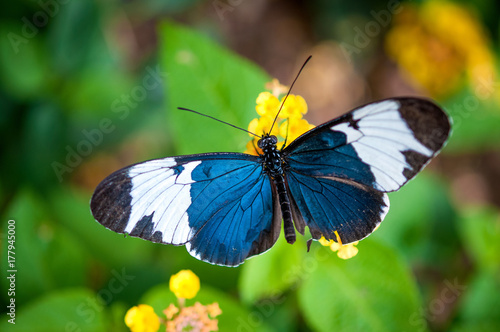 Sapho Longwing Butterfly