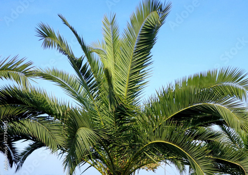 Palm tree