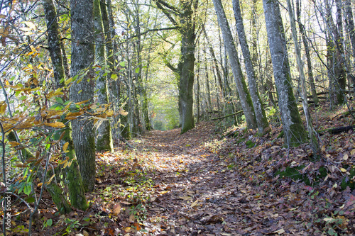 chemin de randonnée en sous bois automne