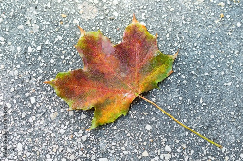 Colorful leaf