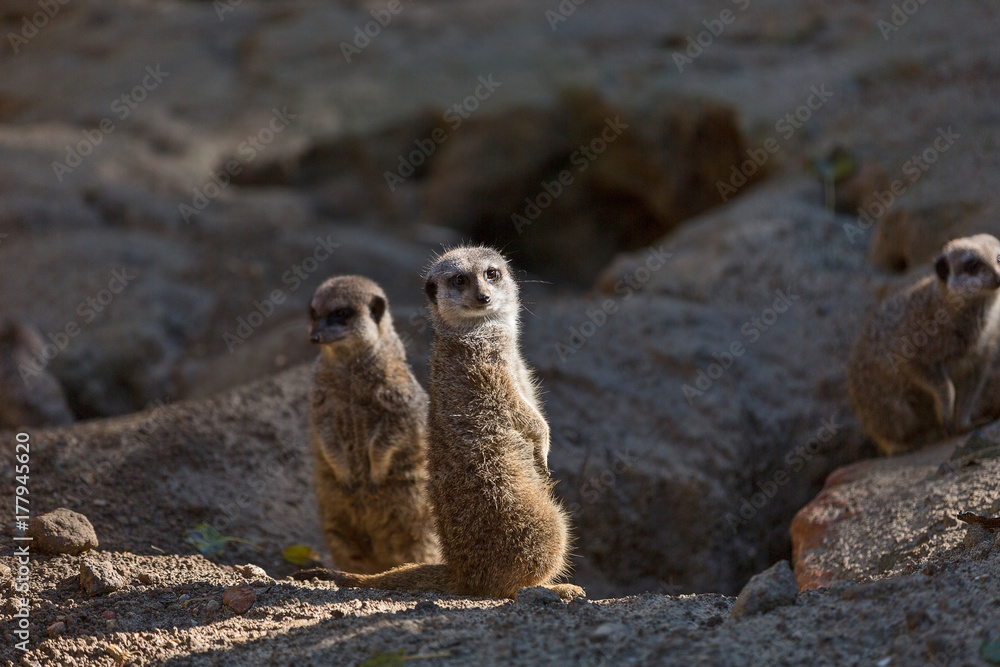 Family of meerkat or suricate (Suricata suricatta). The meerkat or suricate (Suricata suricatta) Family of meerkat or suricate (Suricata suricatta). The meerkat or suricate (Suricata suricatta)