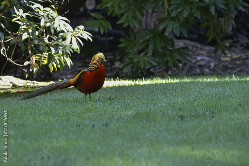 Italy, Lake Maggiore; Isola Madre, golden pheasant. photo