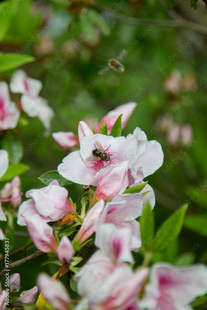 Obraz premium 花にとまる蜂