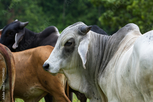 Young bulls in Costa Rica © wollertz