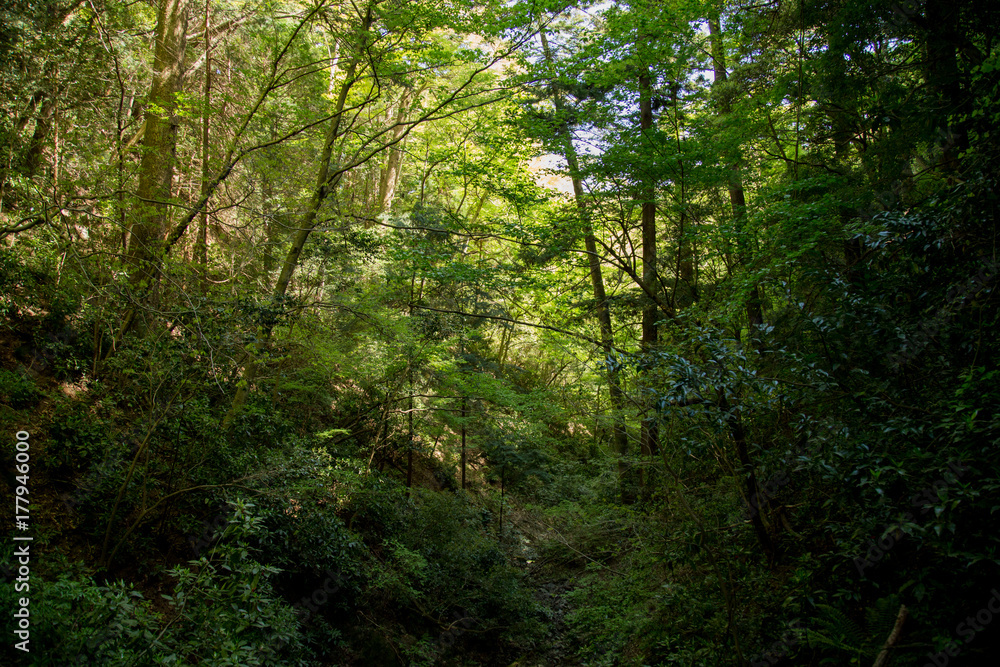 高尾山の森 高尾山の森