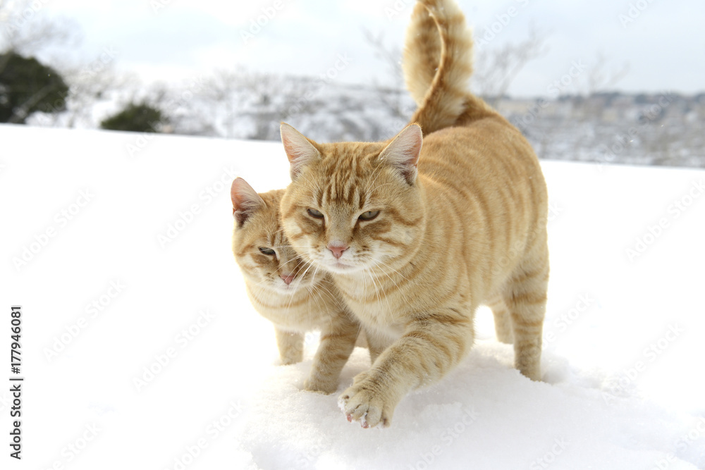 i gatti nelle nevi....