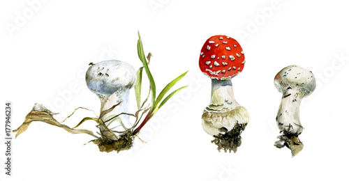 The set of three autumn forest mushrooms, agaric and raincoats, watercolor painting