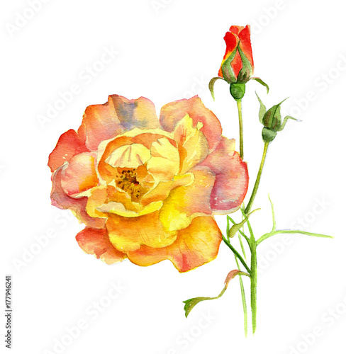 Rose yellow and cream, on a branch with a Bud, watercolor painting