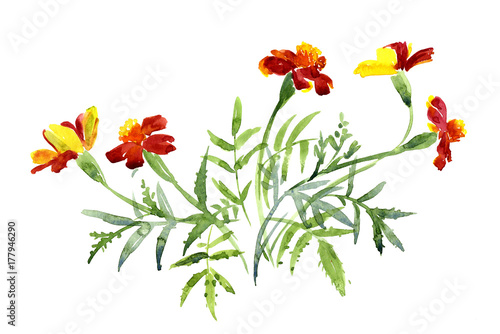 A bouquet of marigolds, watercolor sketch