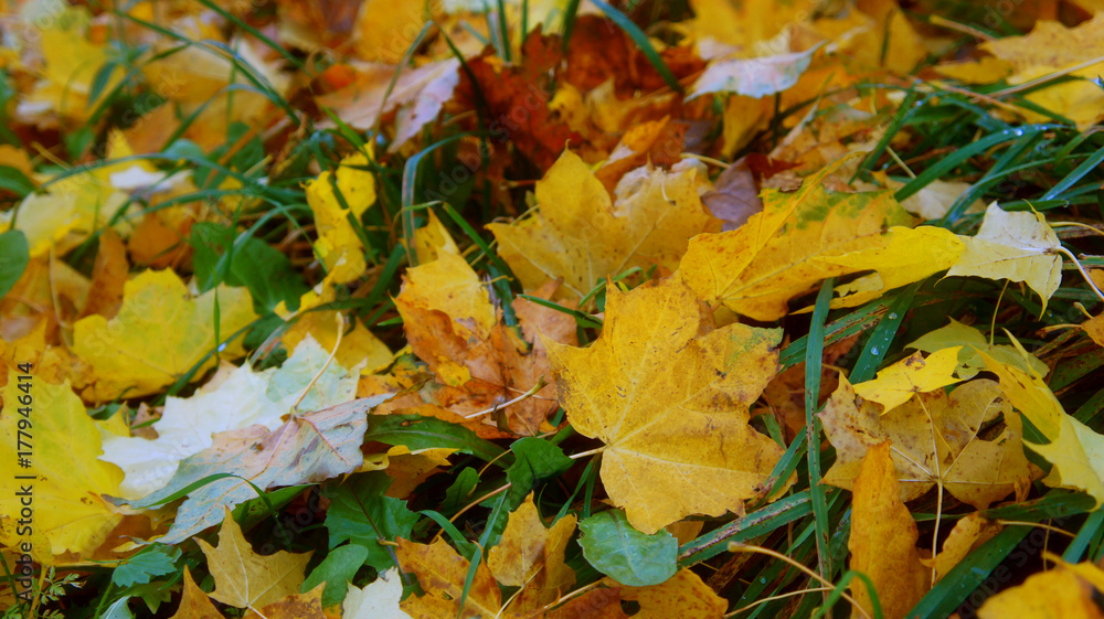 green grass and yellow leaves
