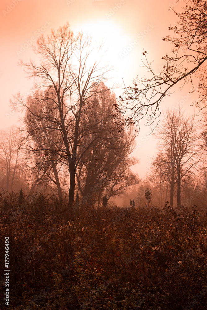 Mystical autumn landscape with fog in the woods at dawn