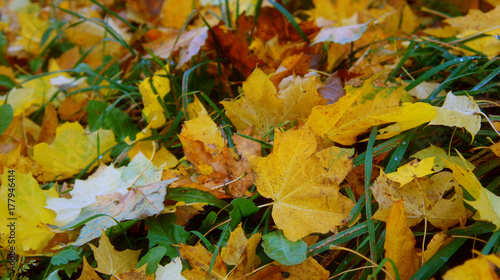 green grass and yellow leaves