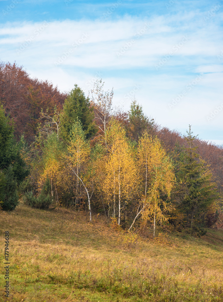 Beautiful autumn landscape with three birches in the woods