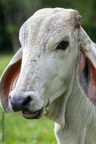 Bull face close up