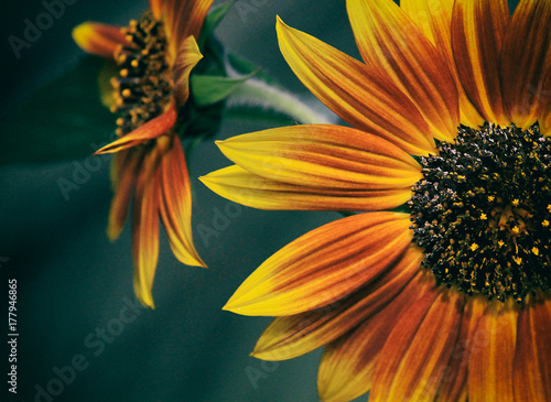 Close up of pretty sunflower in orange and yellow photo