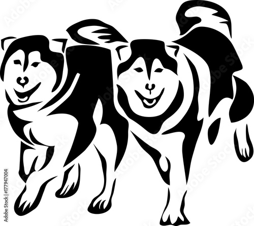 Malamutes running