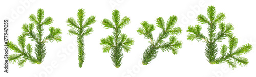 Christmas tree branches Spruce twigs white background