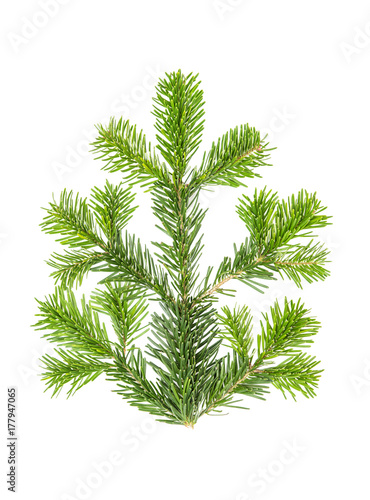Spruce twigs Branch christmas tree isolated white background