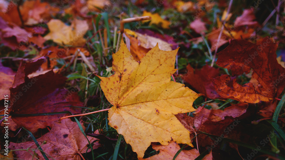 autumn maple leaves autumn maple leaves