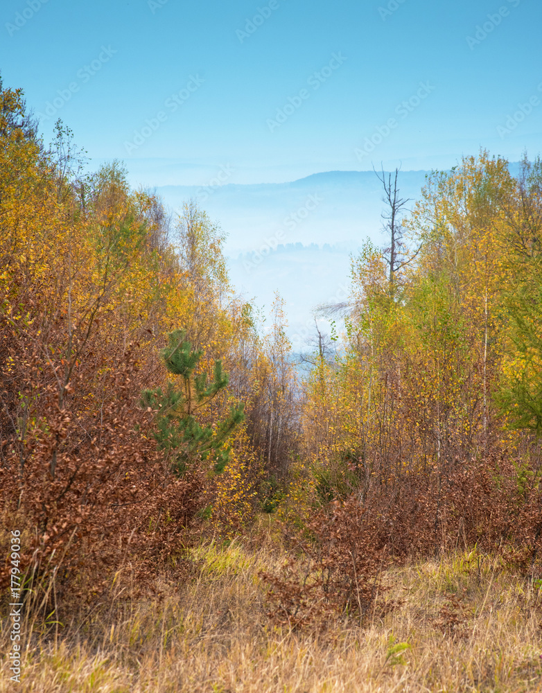 Beautiful magic captivating landscape in the autumn forest in the Carpathians, Ukraine
