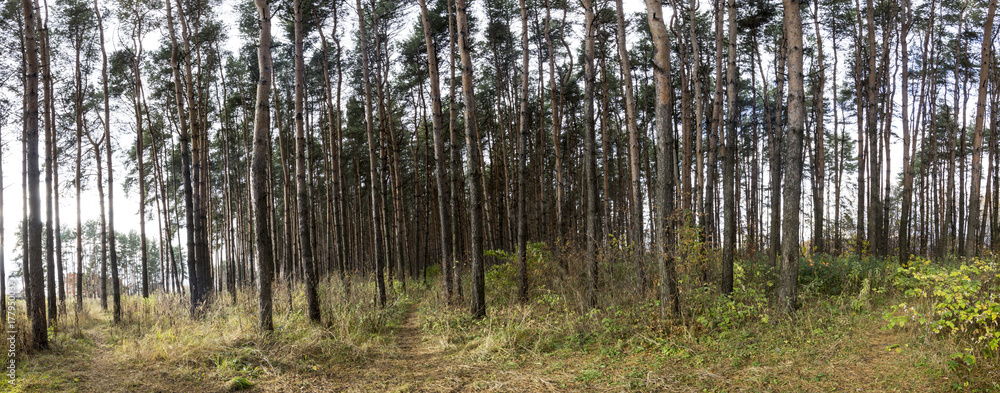Pine forest, panorama Pine forest, panorama