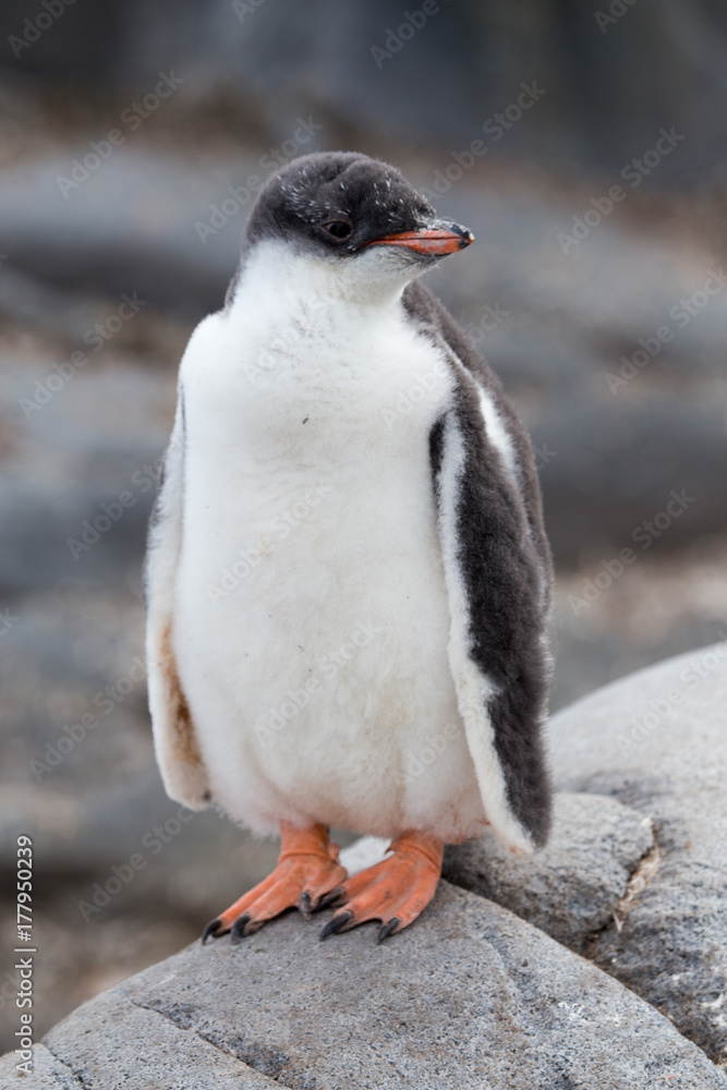 Naklejka premium A Gentoo Penguin chick.