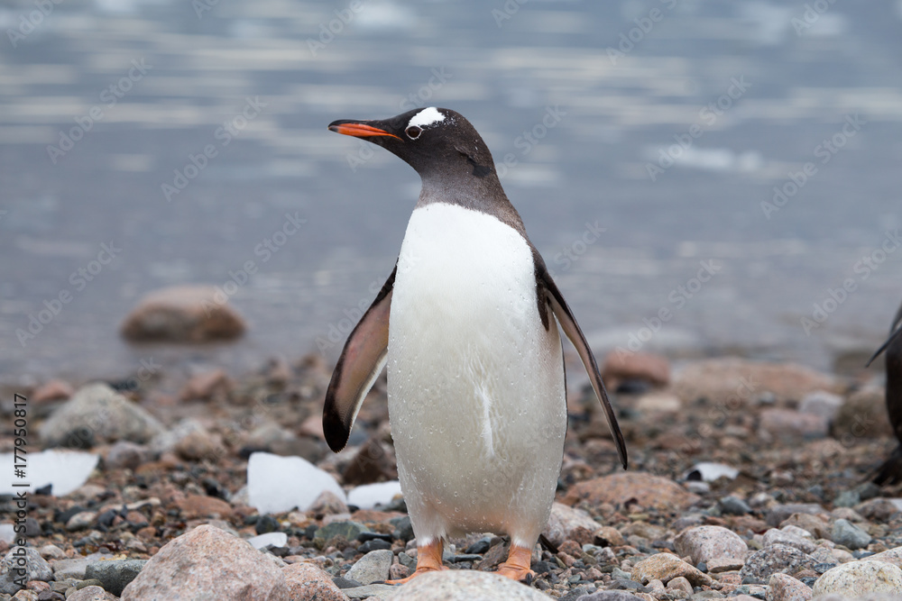 Fototapeta premium A gentoo penguin at Neko Harbour, Antarctica