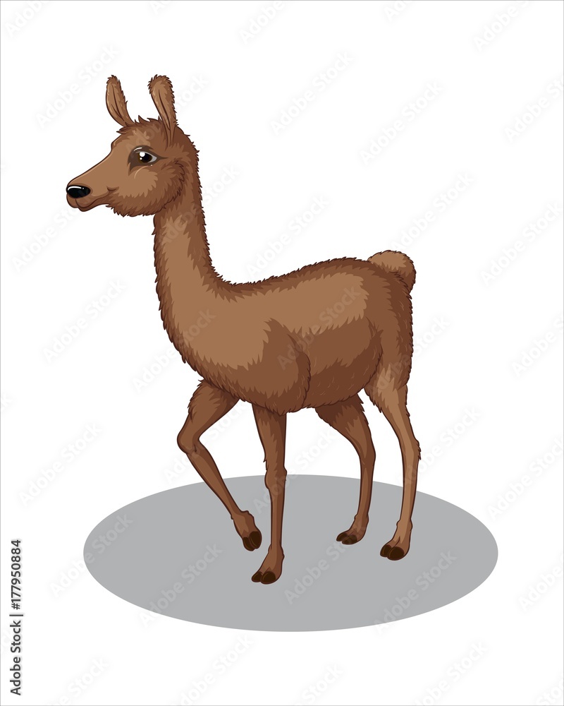 Naklejka premium Adult Lama-vector drawing-isolated white background