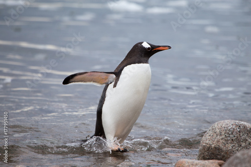 A Gentoo Penguin in the water.