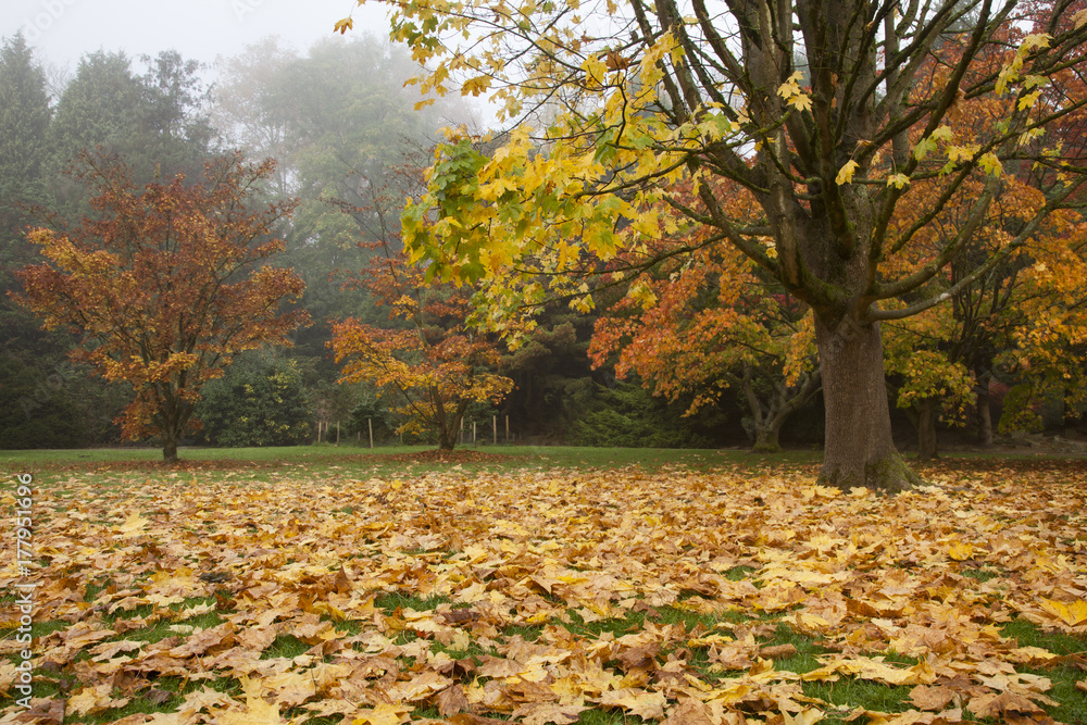 Herbst im Rombergpark, Dortmund, Ruhrgebiet, Nordrhein-Westfalen, Deutschland, Europa