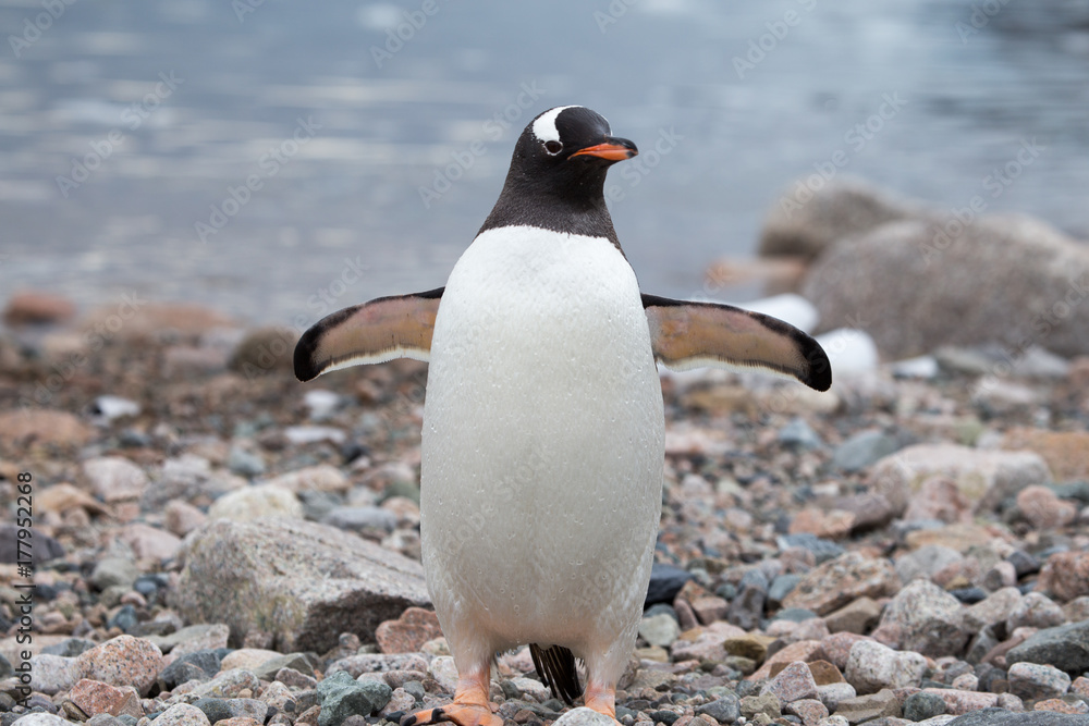 Naklejka premium A gentoo penguin at Neko Harbour, Antarctica