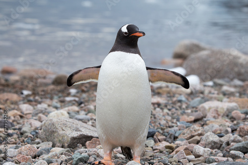 A gentoo penguin at Neko Harbour  Antarctica